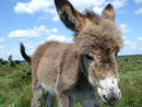 Donkey foal