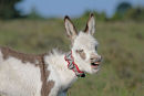 Donkey foal