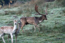 Fallow buck and does
