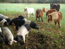 Pigs and Shetland ponies