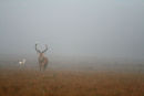 Red deer stag and white hind