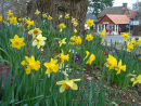 Daffodils