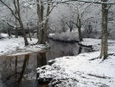 Snowy woodland