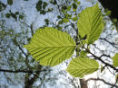 Beech leaves from below