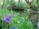 Common dog-violet on riverbank