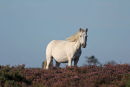 Pony in heather