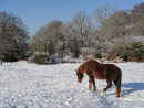 Pony in the snow