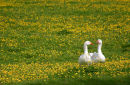 Geese in a buttercup meadow