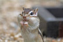 Chipmunk