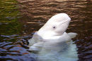 Beluga whale