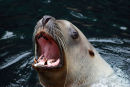 Sealion