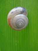 Snail on leaf