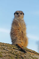 Meerkat