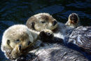 Sea-otters