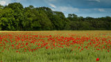 Norfolk Poppies