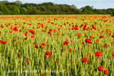 Norfolk Poppies 2