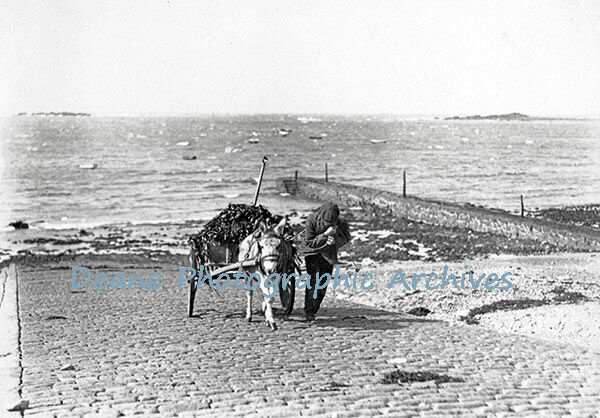 Carting Seaweed on West Coast of Guernsey CH Toms ph