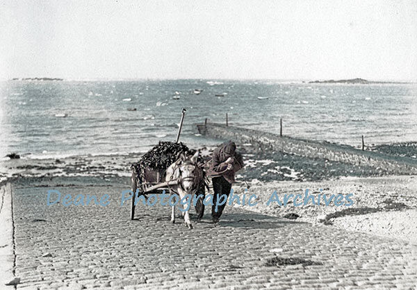 Carting seaweed on West Coast of Guernsey CH Toms ph enhanced