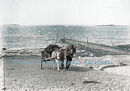 Carting seaweed on West Coast of Guernsey CH Toms ph enhanced
