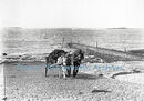Carting Seaweed on West Coast of Guernsey CH Toms ph