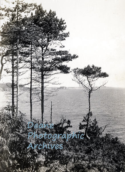 Edge of the Pine Forest, Castle Cornet in the Distance CH Toms ph
