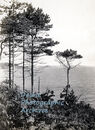 Edge of the Pine Forest, Castle Cornet in the Distance CH Toms ph