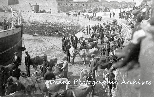 Exporting Alderney Cattle for colouring 600