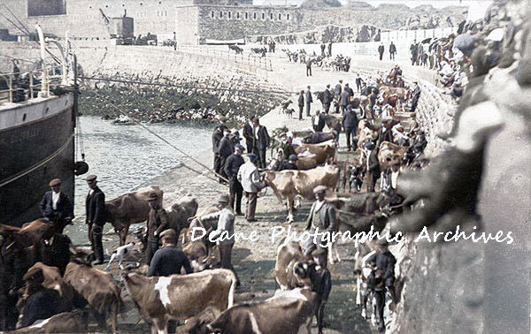 Exporting Alderney Cattle Colourised