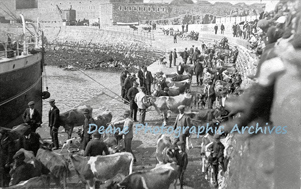 Exporting Alderney Cattle