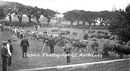 Alderney Prize Cattle-Show 1906 CR Le Cocq2