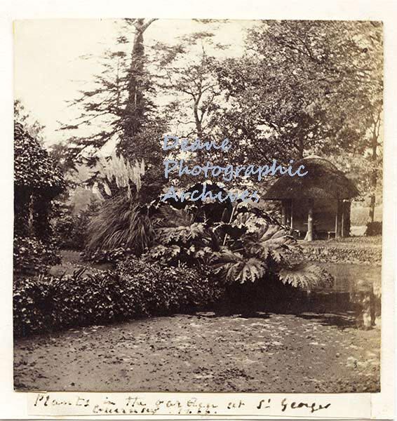 Plants in the Garden at St Georges Guernsey- 866