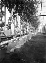 Tomatoes-w