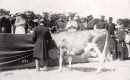 The Acceptance of the Guernsey Cow