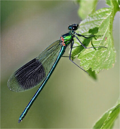 A Banded Demoiselle - Shylaja Muringoor