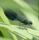 A Banded Demoiselle Amonst the Reeds-Kevin Wright