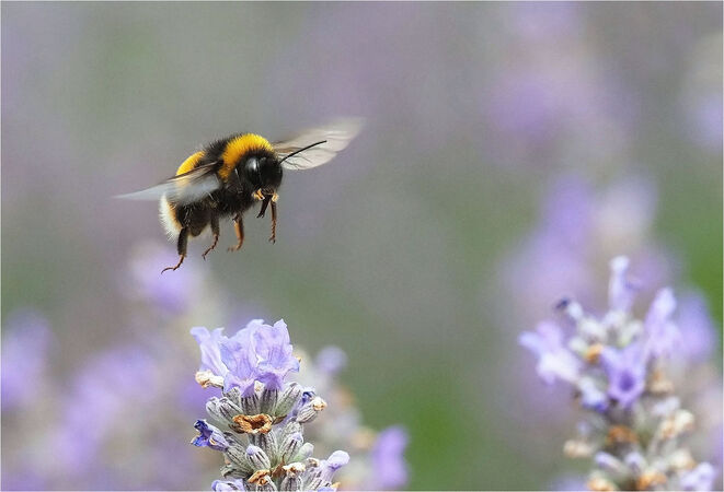 A Bumble Bee - Shylaja Muringoor