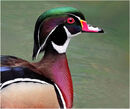 A Carolina Wood Duck - Shylaja Muringoor