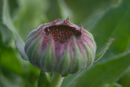 A Closed Bud - Ray Benn