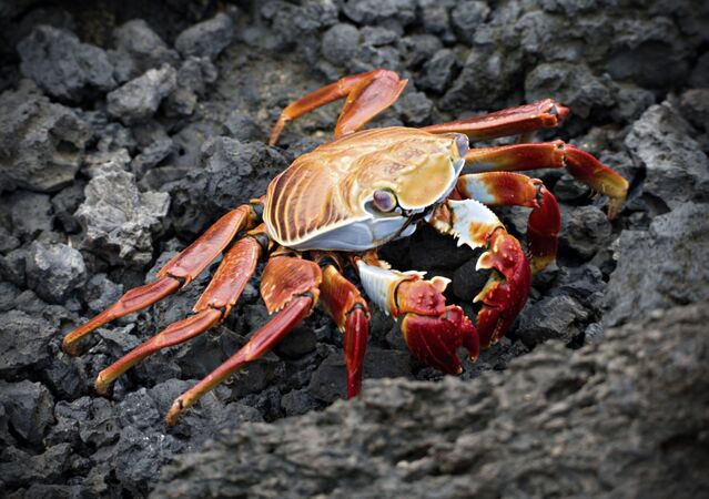 A Crabs True Colors - Michelle Parsons
