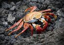 A Crabs True Colors - Michelle Parsons