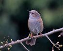 A Dunnock - Carole Milligan