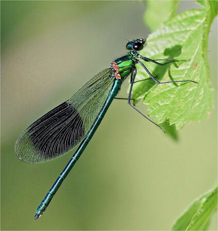A Female Demoiselle - Shylaja Murimgoor