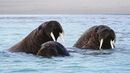 A Huddle of Walrus - Linda Topping