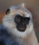 A Langur Monkey - Shyla Muringoor