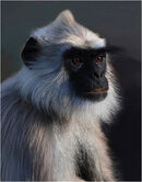 A Langur Monkey - Shylaja Muringoor