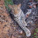 A Leopard's Eye View - Linda Topping