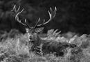 A Magnificent Stag - K.Wright