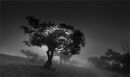 A Misty Morning - David Tyrrell