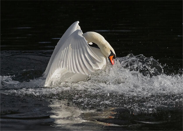 A Mute Swan - Shylaja Muringoor