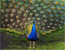 A Peacock - Shylaja Muringoor